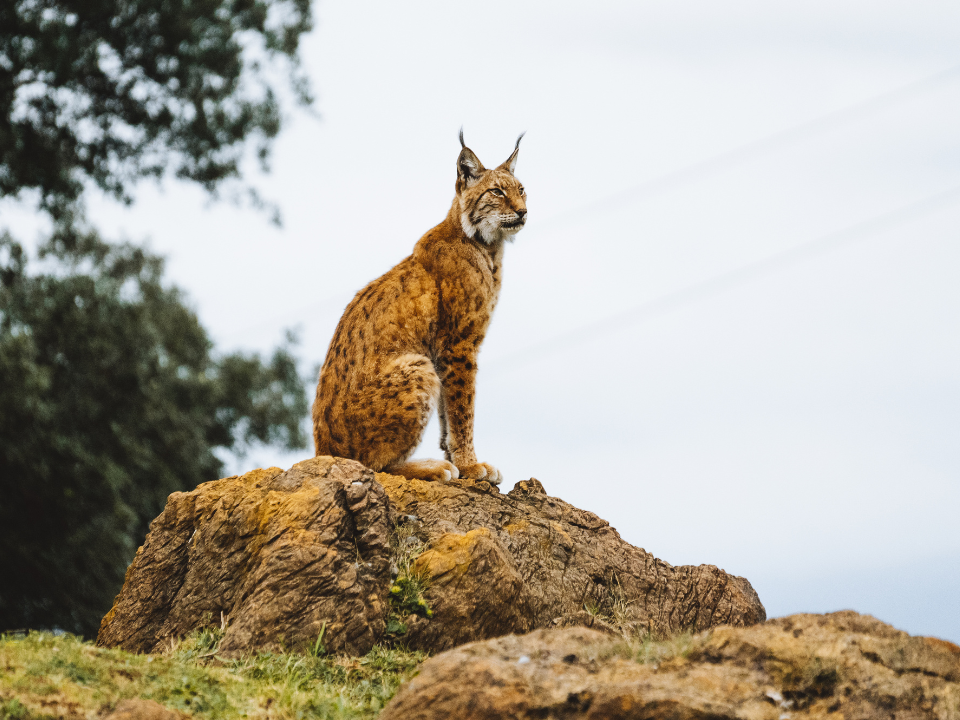 recuperacion-lince-iberico