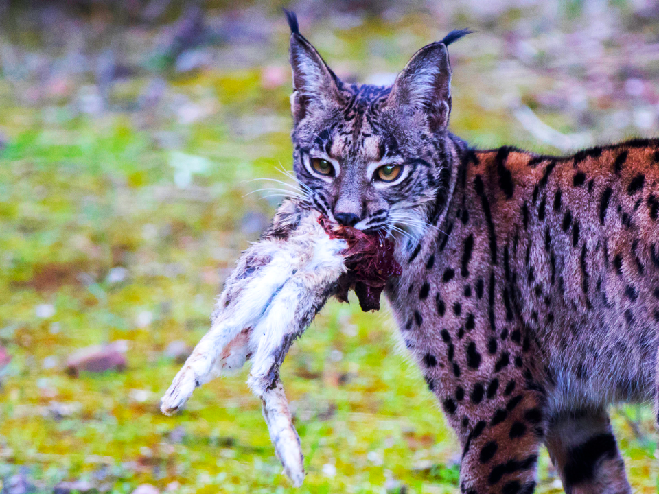 recuperacion-lince-iberico-