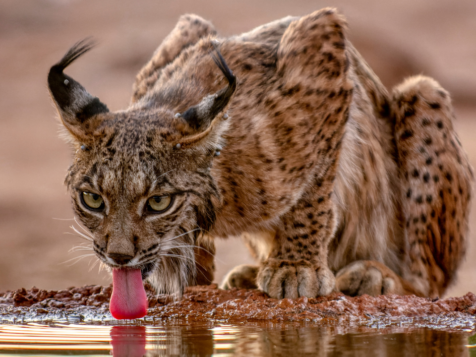 recuperacion-lince-iberico