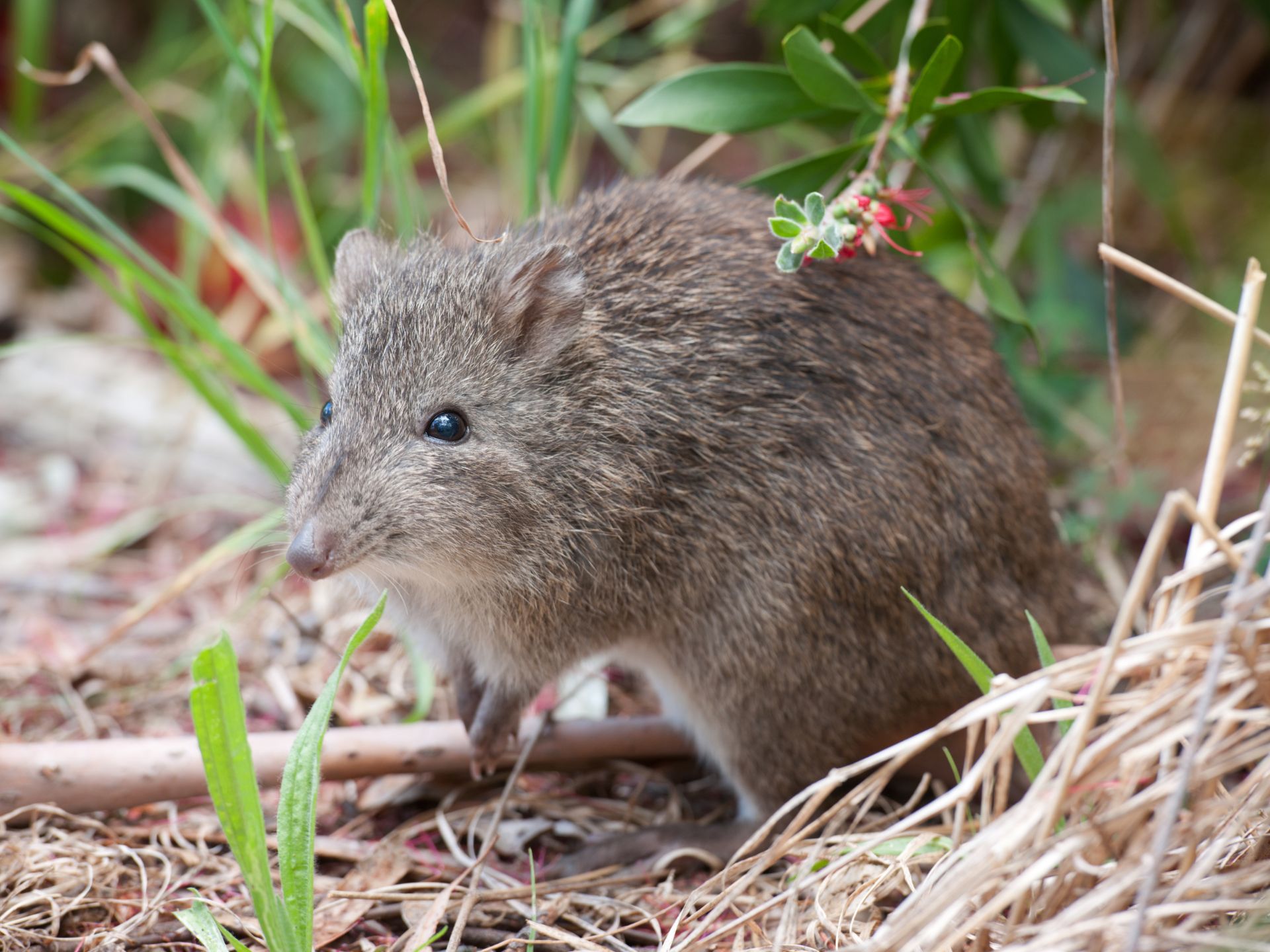 Bandicut-de-Nariz-Larga-Perameles-nasuta