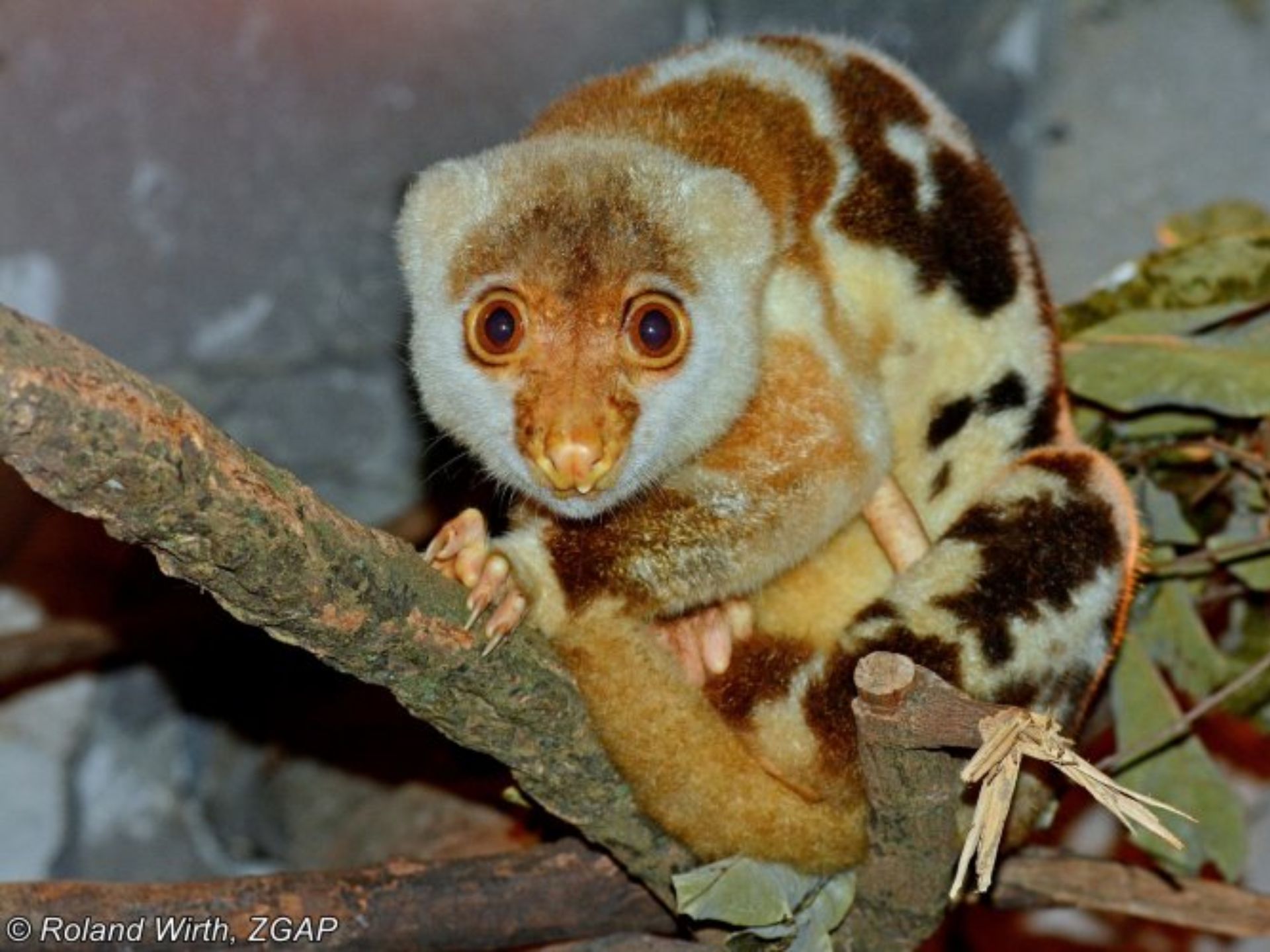 Cuscus-Manchado-Spilocuscus-maculatus