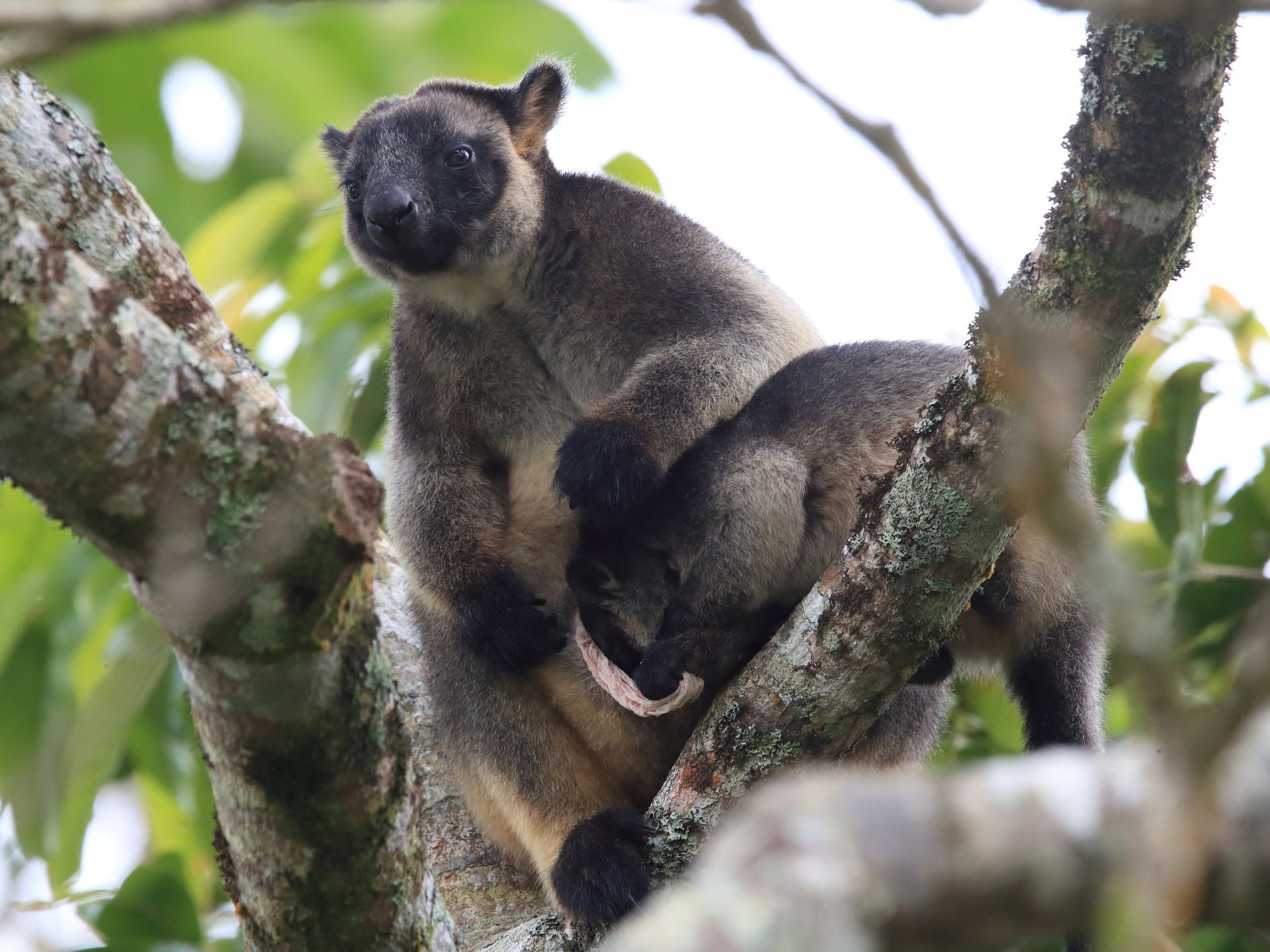 Dendrolagus-lumholtzi-Canguro-Arboreo-de-Lumholtz