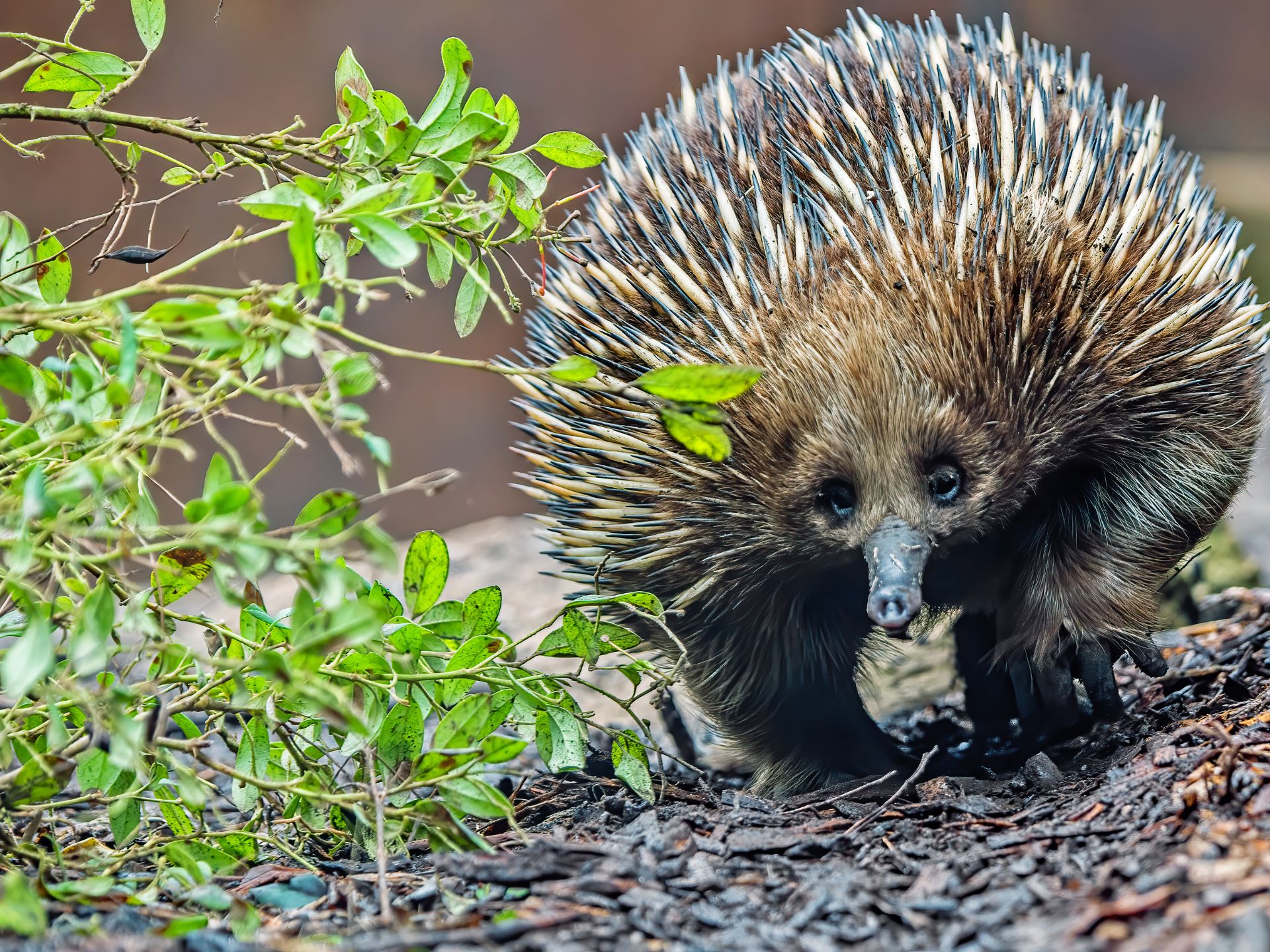 Equidna-de-Hocico-Corto-Tachyglossus-aculeatus