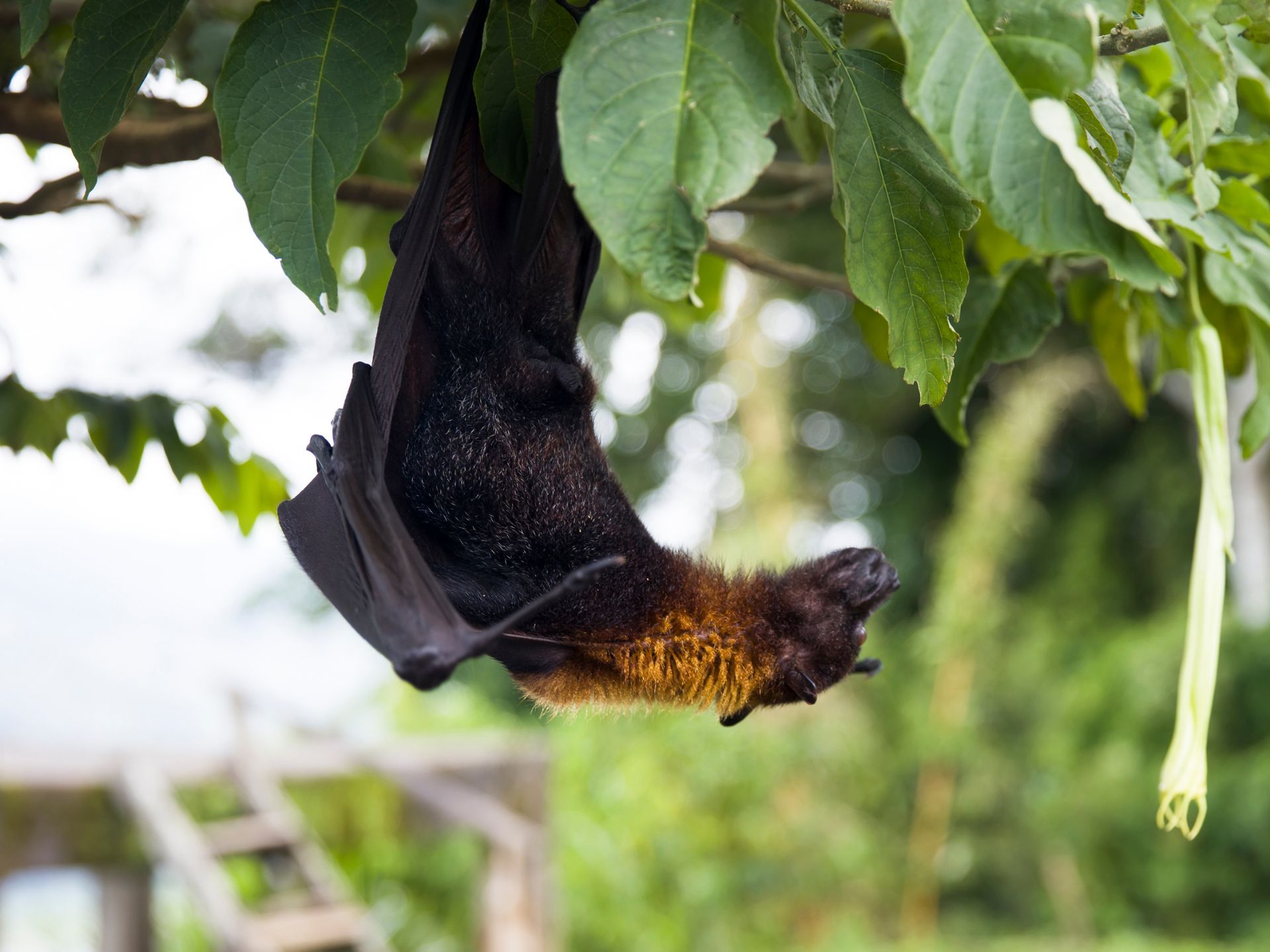 Murcielago-Zorro-Volador-Pteropus