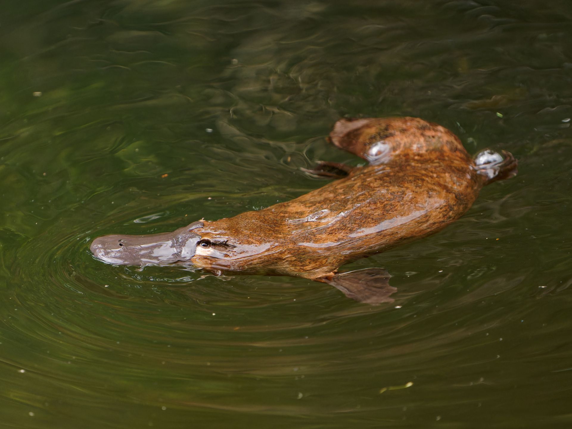 Ornithorhynchus-anatinus-ornitorrinco