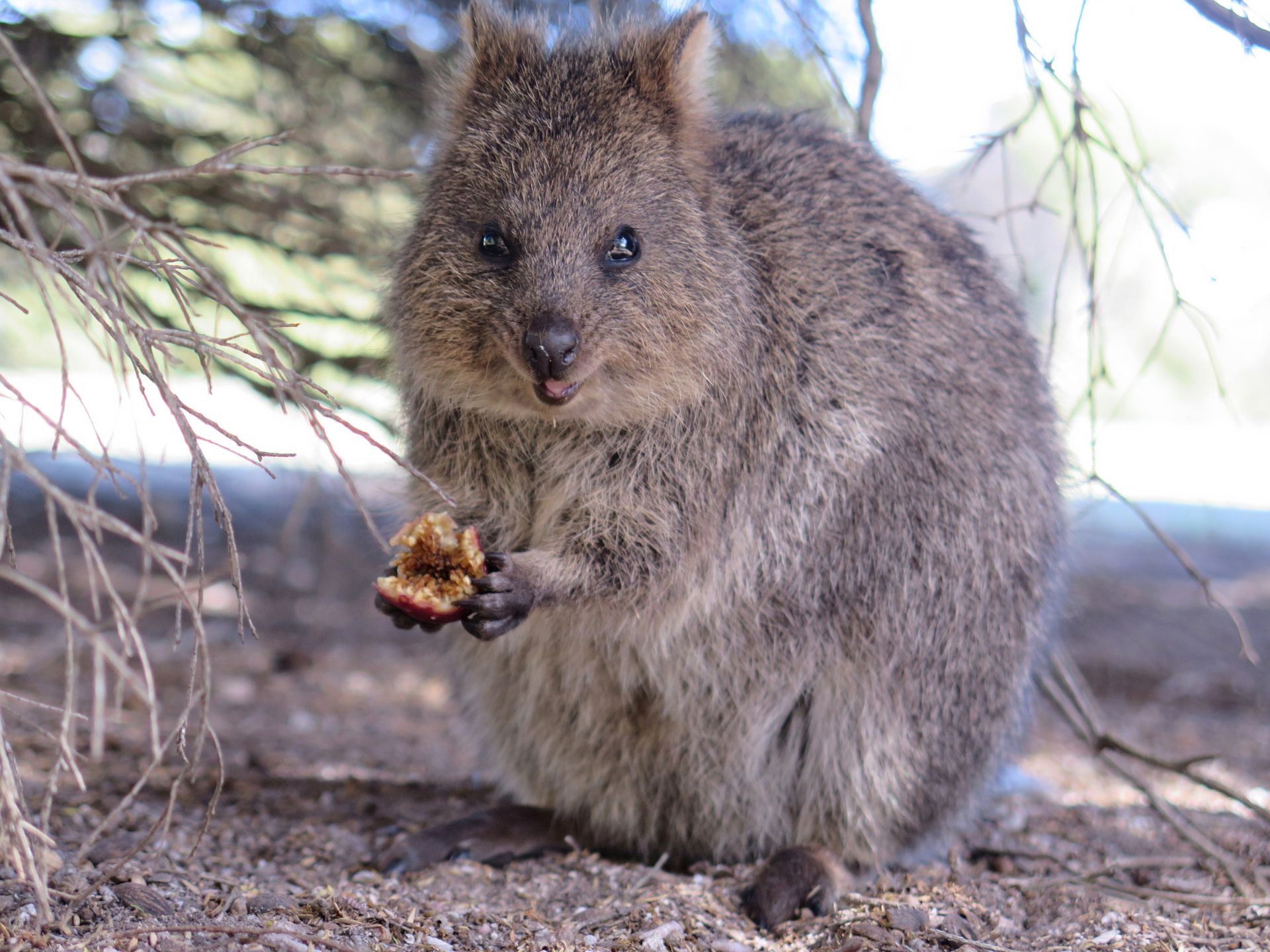 Quokka-Setonix-brachyurus