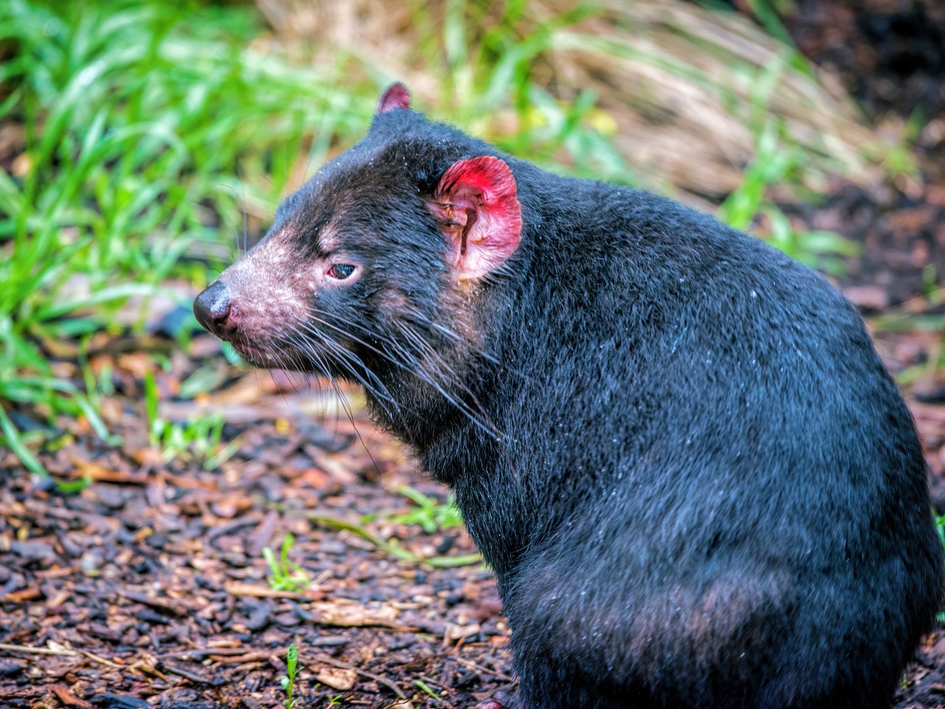 Sarcophilus-harrisii-Demonio-de-Tasmania