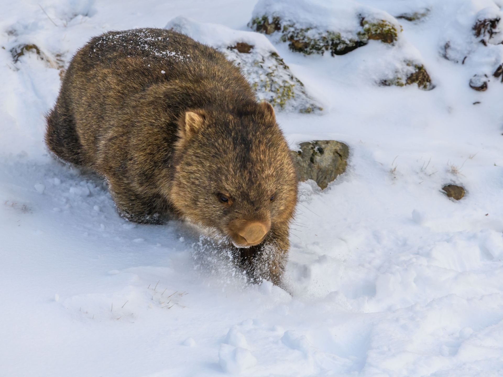 Wombat-Vombatidae